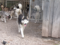 Huskies Erleben